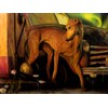Martin Wittfooth - "Borealis" 2021 - Oil on canvas - 92 x 122 cm, 36 x 48 in