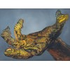Ian Ingram - "Unravel I" 2021 - Oil on arches paper - 56 x 76 cm, 22 x 30 in