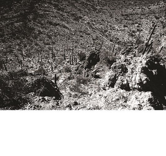 Works by - Norman Reedus "Joshua Tree" - Archival Pigment Print, Edition of 9 - 34 x 45,5 cm, 13,4 x 18 in