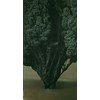 Niklas Asker - "The Tree" 2022 - Oil on canvas - 180 x 100 cm, 71 x 39,5 in