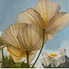 Barnaby Whitfield - "Aye Poppy" 2025, - Oil on Canvas, - 15 x 15 cm, 6 x 6 in