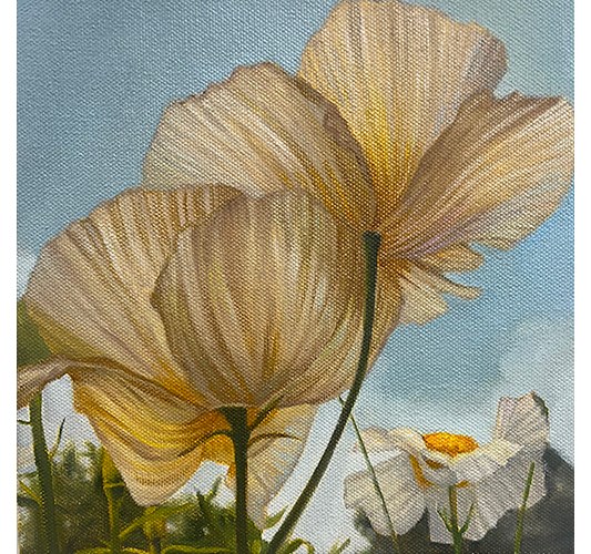 Barnaby Whitfield - "Aye Poppy" 2025, - Oil on Canvas, - 15 x 15 cm, 6 x 6 in