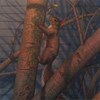 Works by - Stephen Vollo ”Squirrel” 2024 - Oil on canvas over panel, - 46 x 46 cm, 18 x 18 in